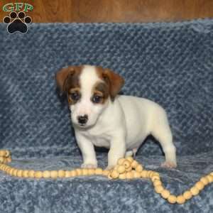Corey, Jack Russell Terrier Puppy