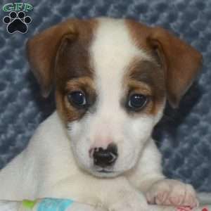 Corey, Jack Russell Terrier Puppy
