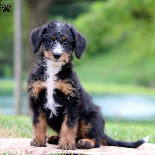Cori, Bernedoodle Puppy