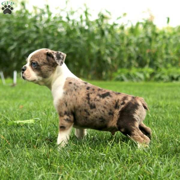 Cori, Boston Terrier Puppy