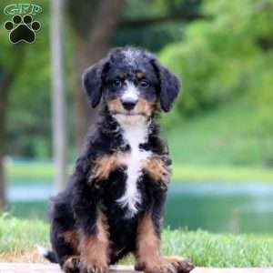 Cori, Bernedoodle Puppy