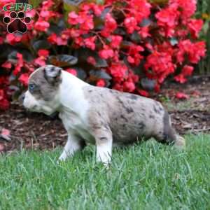 Cori, Boston Terrier Puppy