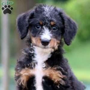 Cori, Bernedoodle Puppy