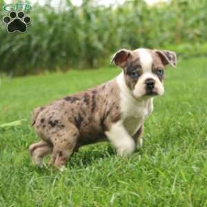 Cori, Boston Terrier Puppy