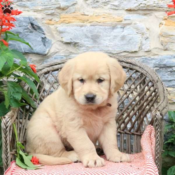 Cream, Golden Retriever Puppy
