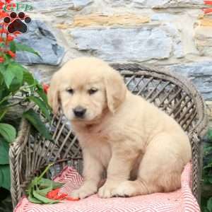Cream, Golden Retriever Puppy