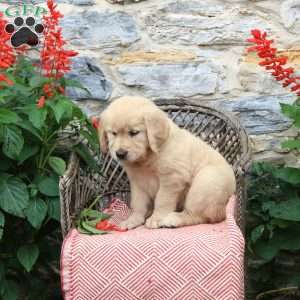 Cream, Golden Retriever Puppy