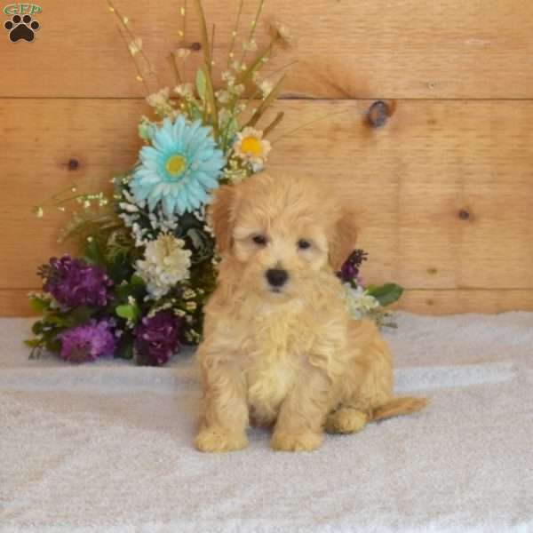 Crouton, Maltipoo Puppy