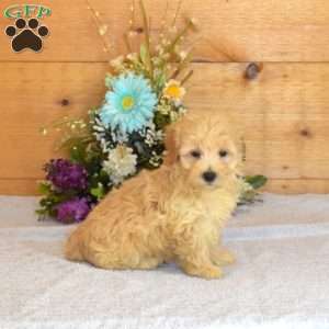 Crouton, Maltipoo Puppy