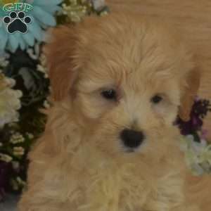 Crouton, Maltipoo Puppy