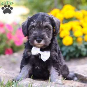 Cruz, Miniature Schnauzer Puppy