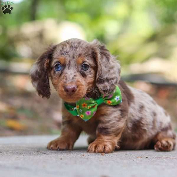 Cruz, Dachshund Puppy