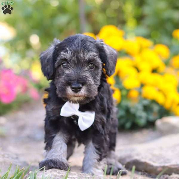 Cruz, Miniature Schnauzer Puppy