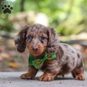 Cruz, Dachshund Puppy