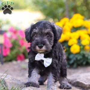 Cruz, Miniature Schnauzer Puppy