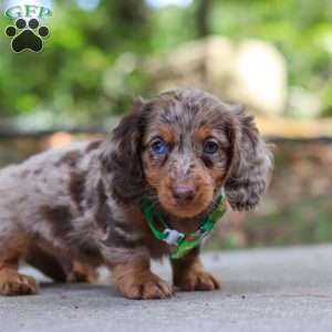 Cruz, Dachshund Puppy