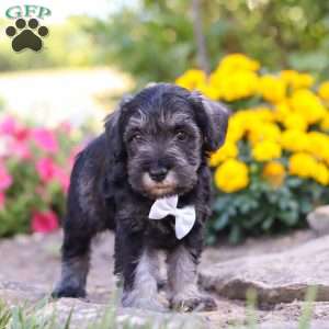 Cruz, Miniature Schnauzer Puppy