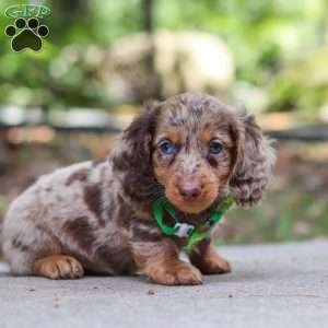 Cruz, Dachshund Puppy