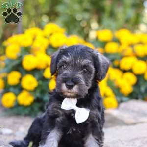 Cruz, Miniature Schnauzer Puppy