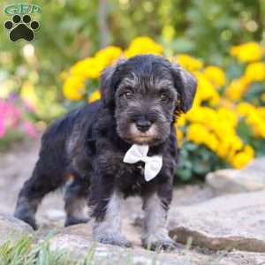 Cruz, Miniature Schnauzer Puppy