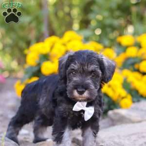 Cruz, Miniature Schnauzer Puppy