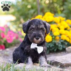 Cruz, Miniature Schnauzer Puppy