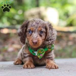 Cruz, Dachshund Puppy