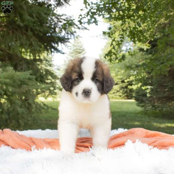 Iris, Saint Bernard Puppy