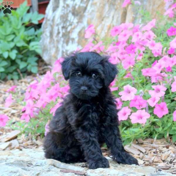 Cuddles, Yorkie Poo Puppy