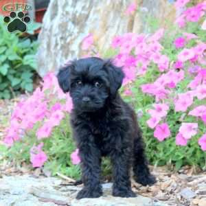 Cuddles, Yorkie Poo Puppy