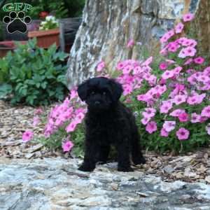 Cuddles, Yorkie Poo Puppy