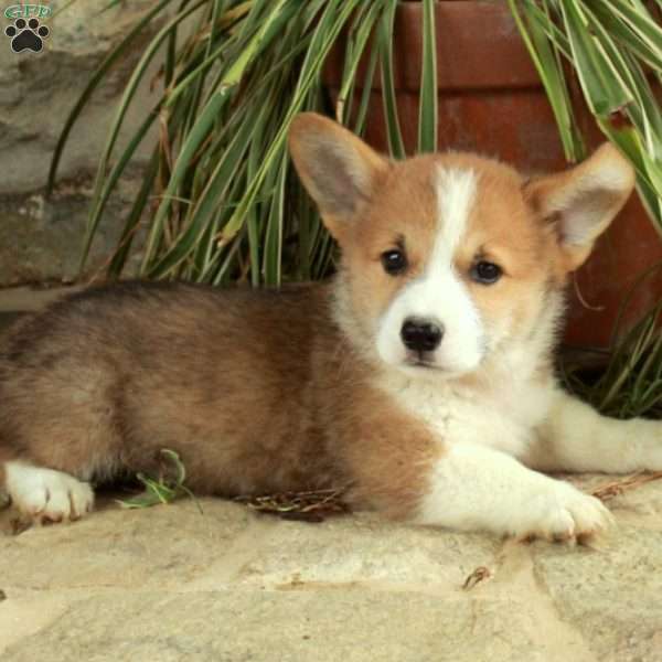 Cupid, Pembroke Welsh Corgi Puppy