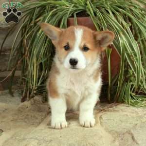 Cupid, Pembroke Welsh Corgi Puppy