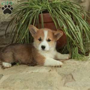 Cupid, Pembroke Welsh Corgi Puppy