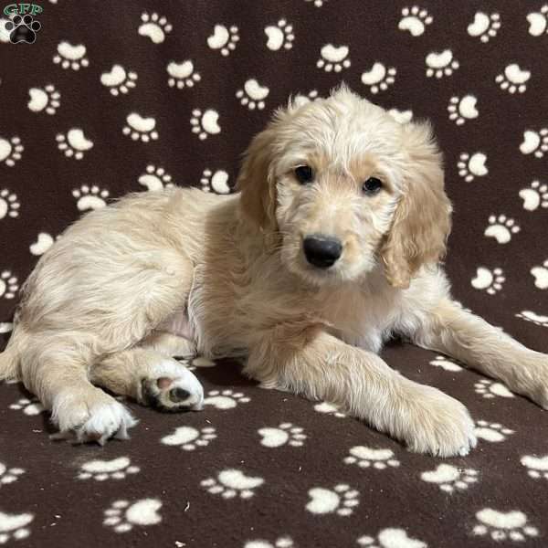 POPSICLE, Goldendoodle Puppy