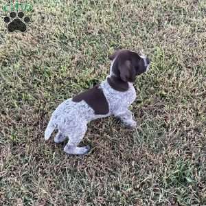 Jaxon, German Shorthaired Pointer Puppy
