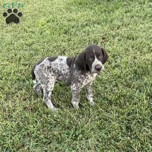 Remington, German Shorthaired Pointer Puppy