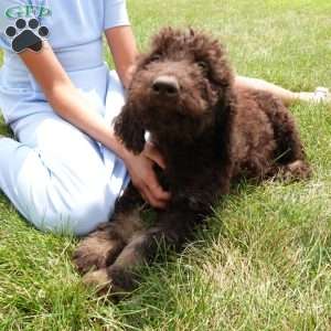 Hazel, Newfypoo Puppy
