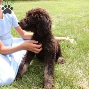 Hazel, Newfypoo Puppy
