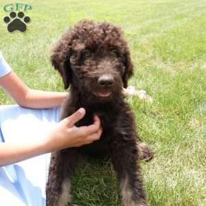 Hazel, Newfypoo Puppy