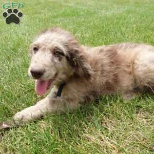 Maggie, Newfypoo Puppy
