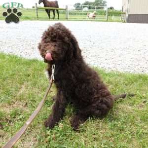 Marley, Newfypoo Puppy