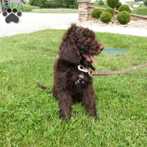 Marley, Newfypoo Puppy
