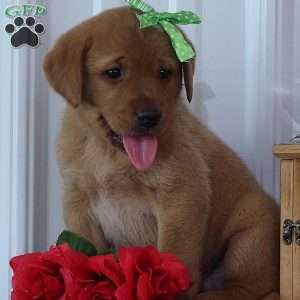 Glowing Gregory, Fox Red Labrador Retriever Puppy