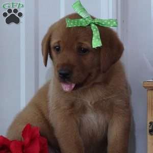 Glowing Gregory, Fox Red Labrador Retriever Puppy