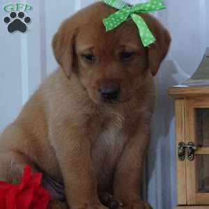 Glowing Gregory, Fox Red Labrador Retriever Puppy