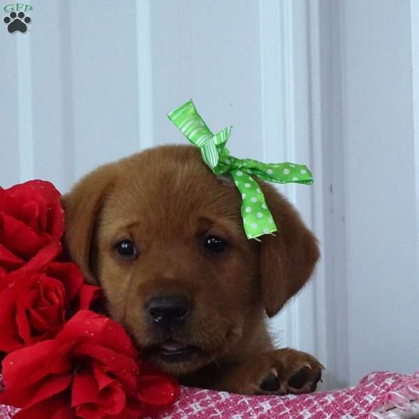 Glowing Gregory, Fox Red Labrador Retriever Puppy