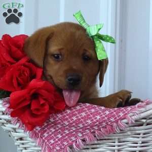 Glowing Gregory, Fox Red Labrador Retriever Puppy
