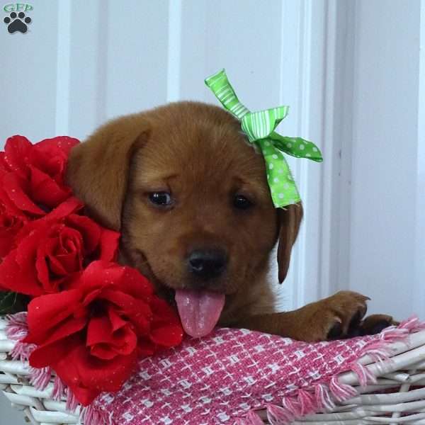 Glowing Gregory, Fox Red Labrador Retriever Puppy