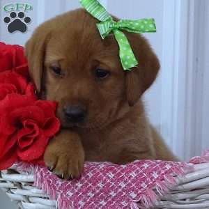 Glowing Gregory, Fox Red Labrador Retriever Puppy